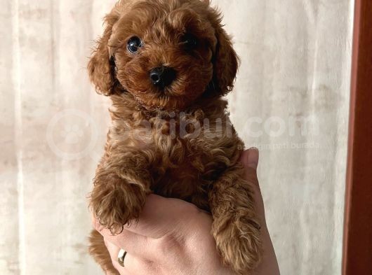 Tooy Poodle Yavrumuz 