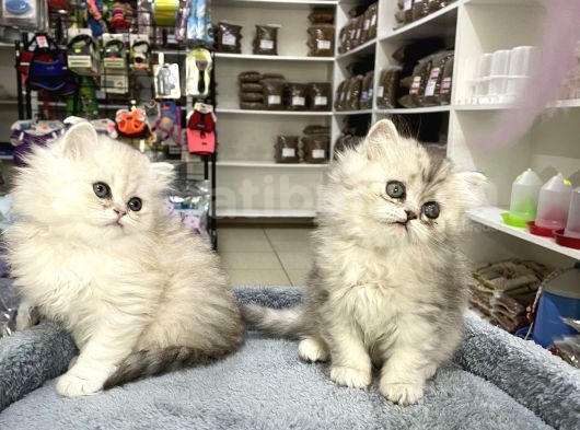 Brıtısh Longhair görsel