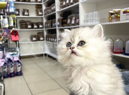 Brıtısh Longhair görsel