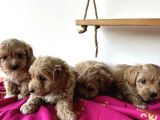 Koyu Renk Malti̇poo Yavrular