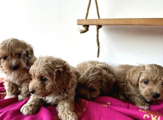 Koyu Renk Malti̇poo Yavrular görsel