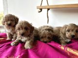 KOYU RENK MALTİPOO YAVRULAR