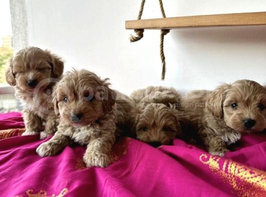 Koyu Renk Malti̇poo Yavrular