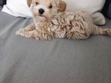 Güzeller Güzeli Maltipoo Yavrular