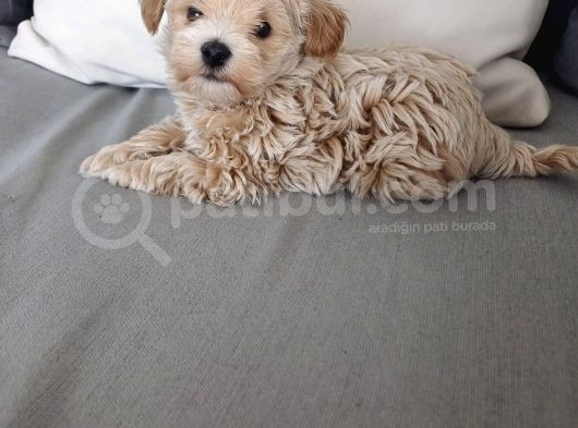 Güzeller Güzeli Maltipoo Yavrular görsel