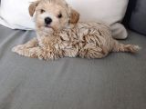 Güzeller güzeli Maltipoo Yavrular