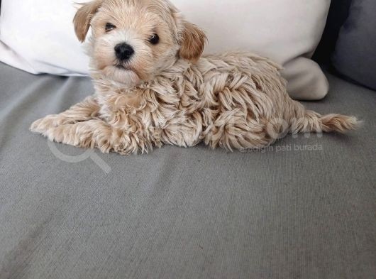 Güzeller Güzeli Maltipoo Yavrular