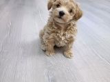 Güzeller Güzeli Maltipoo Yavrular