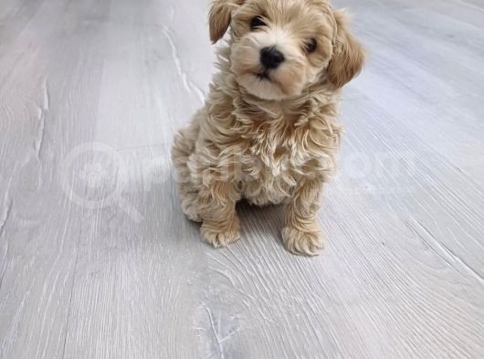 Güzeller Güzeli Maltipoo Yavrular görsel