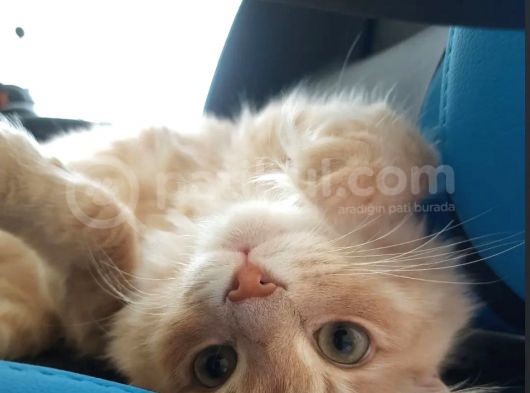 Çok Sevdiğim Kedim Paşayı Alerjiden Dolayı Sahiplendiriyorum