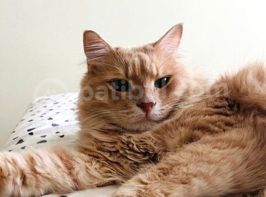 Çok Sevdiğim Kedim Paşayı Alerjiden Dolayı Sahiplendiriyorum görsel