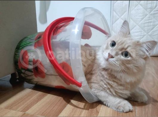 Çok Sevdiğim Kedim Paşayı Alerjiden Dolayı Sahiplendiriyorum görsel