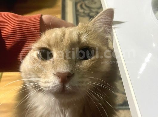Çok Sevdiğim Kedim Paşayı Alerjiden Dolayı Sahiplendiriyorum görsel