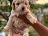 Gülen Yüz Safkan Malti̇poo Yavrulari