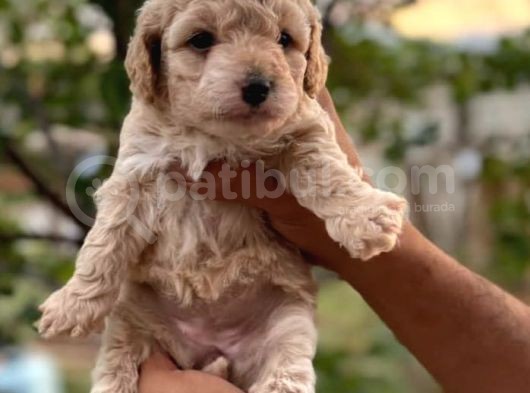 Gülen Yüz Safkan Malti̇poo Yavrulari görsel