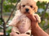 GÜLEN YÜZ SAFKAN MALTİPOO YAVRULARI