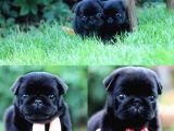 Gül Kuyruk Pug Mops Yavrular Şehi̇rdişi Gönderi̇li̇r