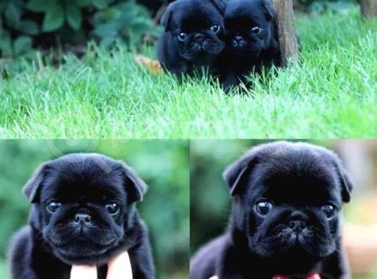 Gül Kuyruk Pug Mops Yavrular Şehi̇rdişi Gönderi̇li̇r görsel