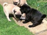 Gül Kuyruk Pug Mops Yavrular Şehi̇rdişi Gönderi̇li̇r