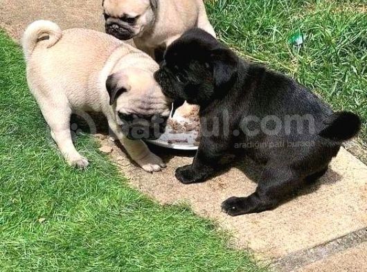 Gül Kuyruk Pug Mops Yavrular Şehi̇rdişi Gönderi̇li̇r görsel