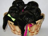 Gül Kuyruk Pug Mops Yavrular Şehi̇rdişi Gönderi̇li̇r