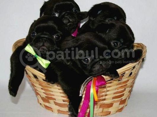Gül Kuyruk Pug Mops Yavrular Şehi̇rdişi Gönderi̇li̇r görsel