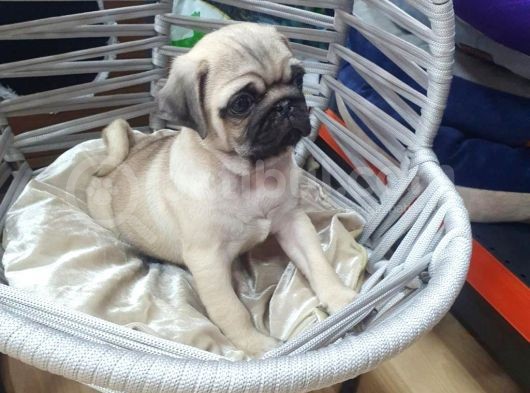 Gül Kuyruk Pug Mops Yavrular Şehi̇rdişi Gönderi̇li̇r görsel