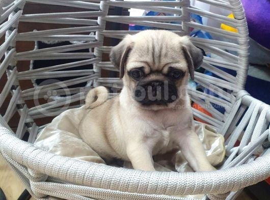 Gül Kuyruk Pug Mops Yavrular Şehi̇rdişi Gönderi̇li̇r görsel
