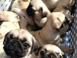 Gül Kuyruk Pug Mops Yavrular Şehi̇rdişi Gönderi̇li̇r