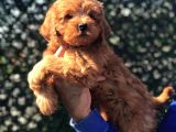 MALL OF İSTANBUL VONALPTEN MALTİPOO