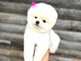 Pomeranian Boo Teddy Face Mini Dişi Yavrumuz