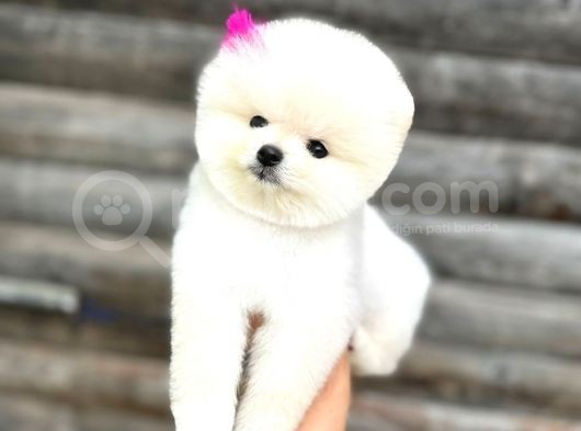 Pomeranian Boo Teddy Face Mini Dişi Yavrumuz görsel