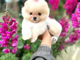 Pomeranian Boo Teddy Face Dişi Yavrumuz