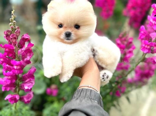 Pomeranian Boo Teddy Face Dişi Yavrumuz görsel
