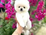 Pomeranian boo teddy face mini ayıcık yavrumuz