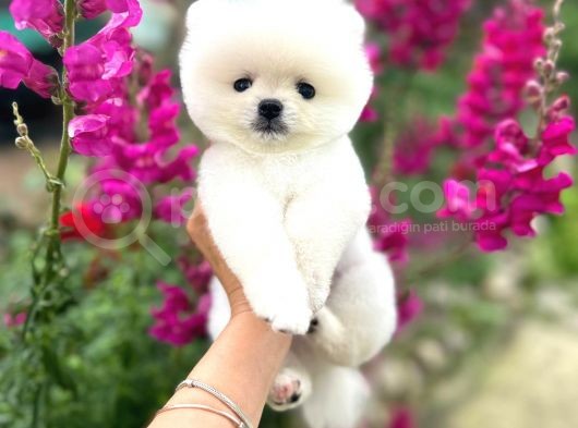 Pomeranian Boo Teddy Face Mini Ayıcık Yavrumuz