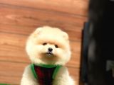 Pomeranian Boo Teddy Face Mini Ayıcık Yavrumuz