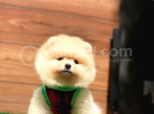Pomeranian Boo Teddy Face Mini Ayıcık Yavrumuz görsel