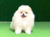 Pomeranian Boo Oyuncu Mini Ayıcık Yavrumuz