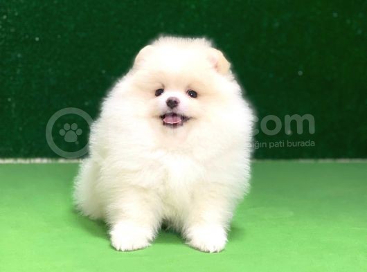 Pomeranian Boo Oyuncu Mini Ayıcık Yavrumuz görsel