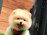 Pomeranian Boo Teddy Face Mini Ayıcık Yavrumuz