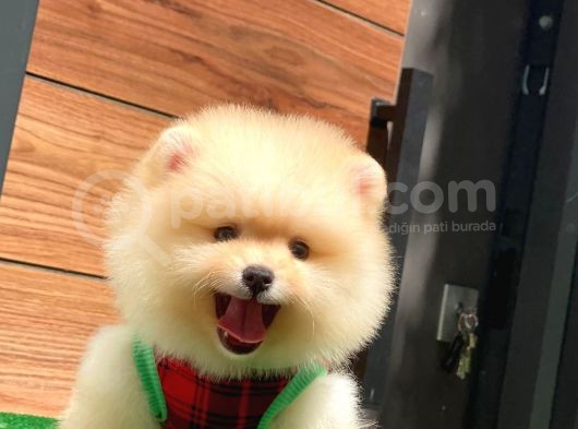 Pomeranian Boo Teddy Face Mini Ayıcık Yavrumuz görsel
