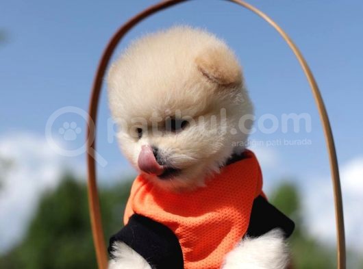 Tea Cup Mini Dişi Pomerian Boo görsel