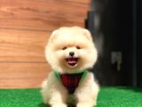 Pomeranian Boo Teddy Face Mini Ayıcık Yavrumuz