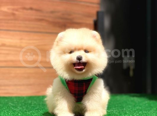 Pomeranian Boo Teddy Face Mini Ayıcık Yavrumuz görsel