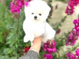 Pomeranian boo teddy face mini dişi yavrumuz