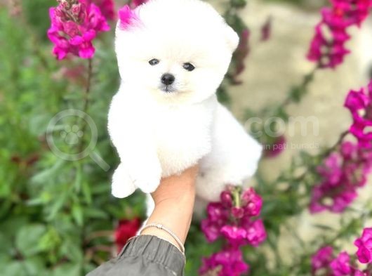 Pomeranian Boo Teddy Face Mini Dişi Yavrumuz
