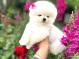 Pomeranian Boo Teddy Face Mini Dişi Yavrumuz