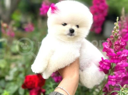 Pomeranian Boo Teddy Face Mini Dişi Yavrumuz görsel