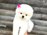 Pomeranian Boo Teddy Face Mini Dişi Yavrumuz
